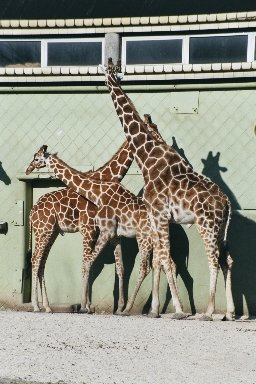 20030322410 blijdorp giraffes 2